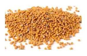 Moutarde graine jaune BIO (1 kg) | Concept Epices