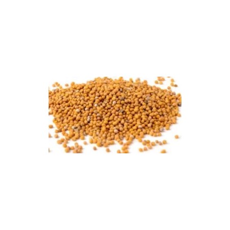 Moutarde graine jaune BIO (1 kg) | Concept Epices